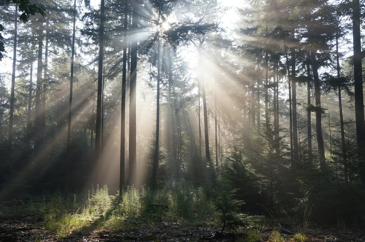 Rayons de soleil à travers une forêt de pins